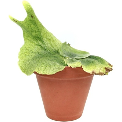 Gardners Platycerium superbum, průměr 12-14 cm Parožnatka