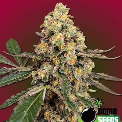 Bomb Seeds THC Fritters semienka neobsahujú THC 10 ks