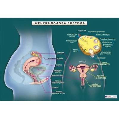 Учител bg Женска полова система - мини табло А3