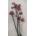 DecorGlass RM2082