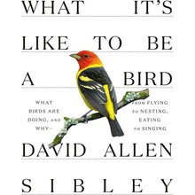 What It's Like to Be a Bird