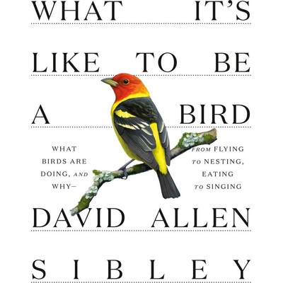 What It's Like to Be a Bird