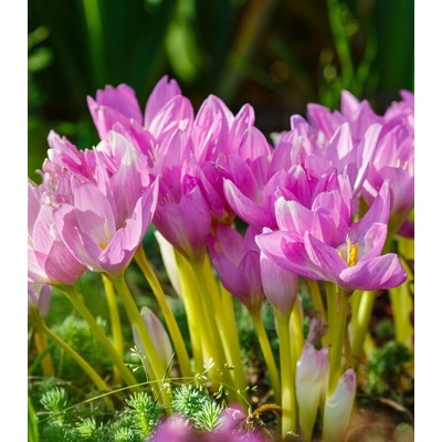 Směs ocúnů Colchicum mix prodej cibulovin 3 ks