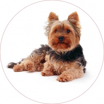 Obrázek Jedlý papír Pes Yorkshire Terrier