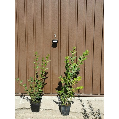 MULTIFLORA Ptačí zob obecný 30-50 cm "Atrovirens"