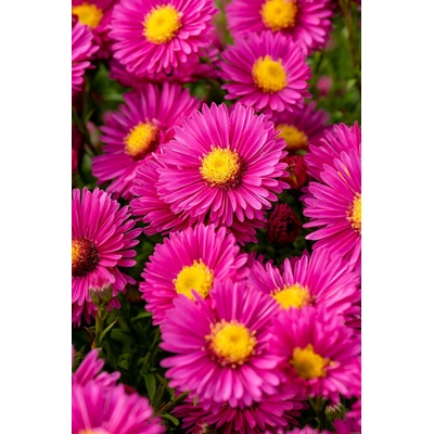 Aster dumosus JENNY - hvězdnice keříčkovitá, astra