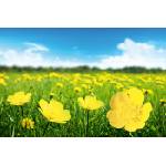 DIMEX ART Флизелинов фототапет слънчев ден 375 x 250 см