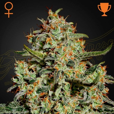 Green House Seed Big Bang semienka neobsahujú THC 1 + 1 ks