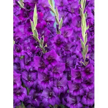 Mečík 'Purple flora' 5 ks Velikost cibulí: 12/14