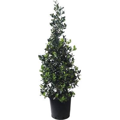 Cezmína FloraSelf Ilex mutchagara 'Nellie R. Stevens' výška 100-120 cm kvetináč 25 l