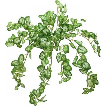 Nephthytis trs, 50 cm