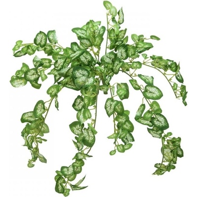 Nephthytis trs, 50 cm