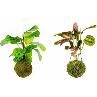 Gardners Set Kokedam Maranthy (L) Maranta, Modlivka