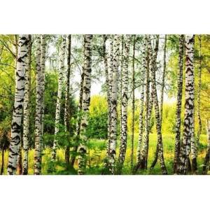 DIMEX ART Флизелинов фототапет брезова гора 375 x 250 см