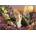 Educa - Puzzle The Kiss - 500 piese