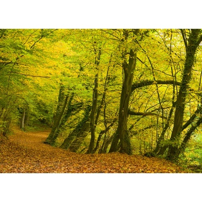 Rasch 363753 Vliesová fototapeta na zeď Magic Walls, rozměry 3,71 x 2,65 m