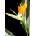 Стрелиция (Strelitzia reginae)