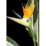  Стрелиция (Strelitzia reginae)