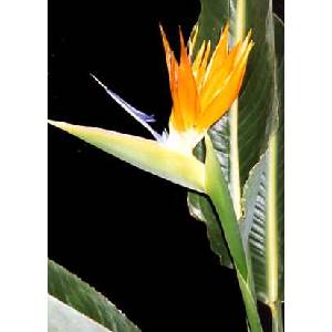  Стрелиция (Strelitzia reginae)