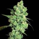 White Label Super Skunk regular semena neobsahují THC 10 ks