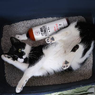 PETS Pet odor neutralizer_ Препарат за отстраняване на петна и неутрализиране на миризмата от урина 500 мл