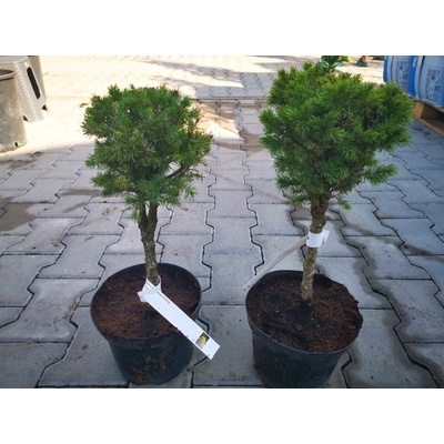 Smrek biely Biesentaler Frühling bonsaj 30-50 cm, kont. 3 l