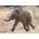 Pohlednice 3D Slůně