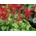 Heuchera Ruby Bells