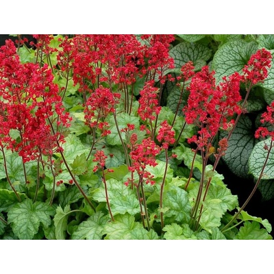 Heuchera Ruby Bells