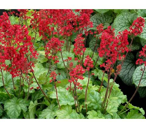 Heuchera Ruby Bells