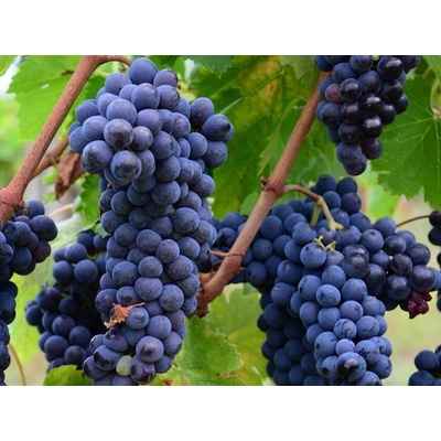 Vinič stolový Muscat Bleu, vyviazaný, výška 150-175 cm, kvetináč 5 l
