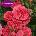Kordes® Щамбова Роза Rosarium Uetersen®