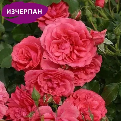 Kordes® Щамбова Роза Rosarium Uetersen®