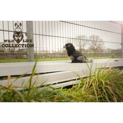 Wild Life Dog Havran pro psy hračka pro psy