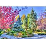 Grafika Art Puzzle - Puzzle Colorful Forest, Colorado, USA - 500 piese