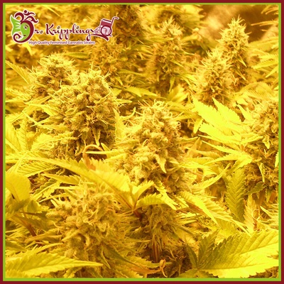 Dr. Krippling Seeds Choc-Matic Auto semienka neobsahujú THC 1 ks