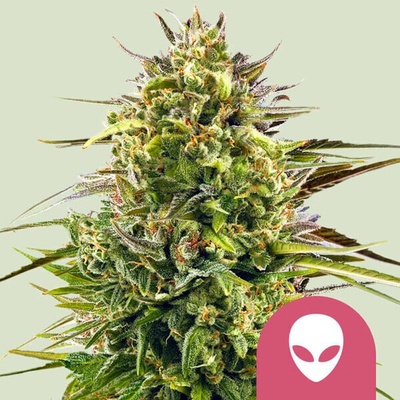Royal Queen Seeds Alien OG semienka neobsahujú THC 1 ks