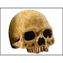 Hagen Exo Terra Lidská lebka 15x11,5x10,5 cm