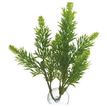 Zoo Med Malaysian Fern L