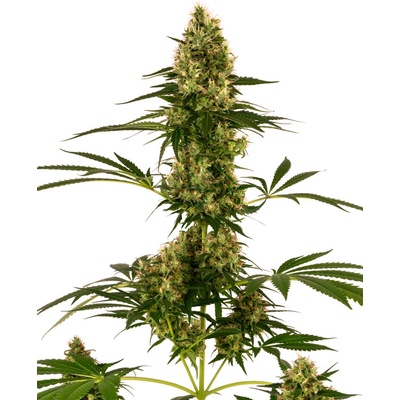 Sensi Seeds Blue Bullet Automatic semena neobsahuji THC 3 ks
