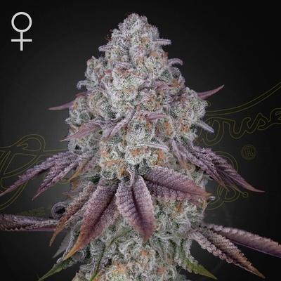 Green House Seed Persian Pie semienka neobsahujú THC 1 ks