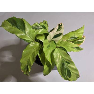 PlanBros flower Goeppertia louisae