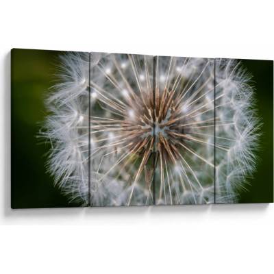Obraz pampelišky, Čtyřdílný 160x80 cm