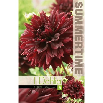 Seklos Далия (Гергина) Black Touch - 1 бр луковицa