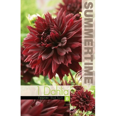 Seklos Далия (Гергина) Black Touch - 1 бр луковицa