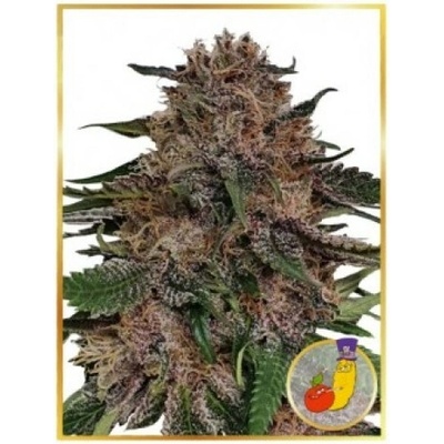 Mr. Hide Seeds Mr. + Runtz semienka neobsahujú THC 1 ks