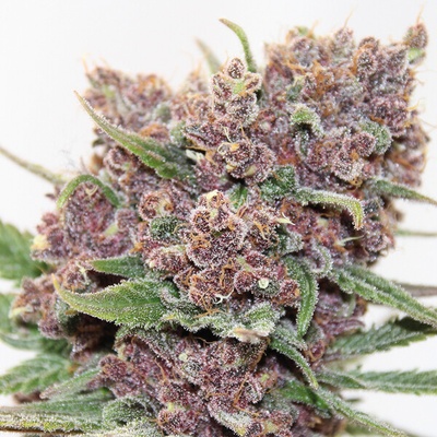 Anesia Seeds Gelato Dream semienka neobsahujú THC 3 ks