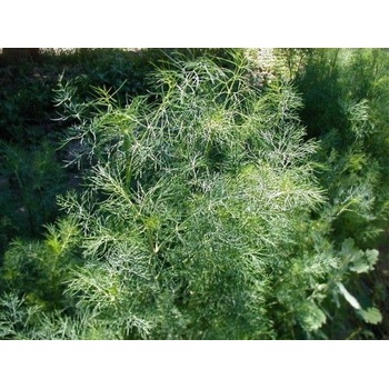 Семена от Копър - Tetradill - 4500 броя - 5гр (342200)