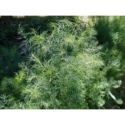 Семена от Копър - Tetradill - 4500 броя - 5гр (342200)