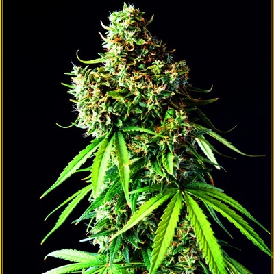 Anaconda Seeds Big Bubble semienka neobsahujú THC 100 ks